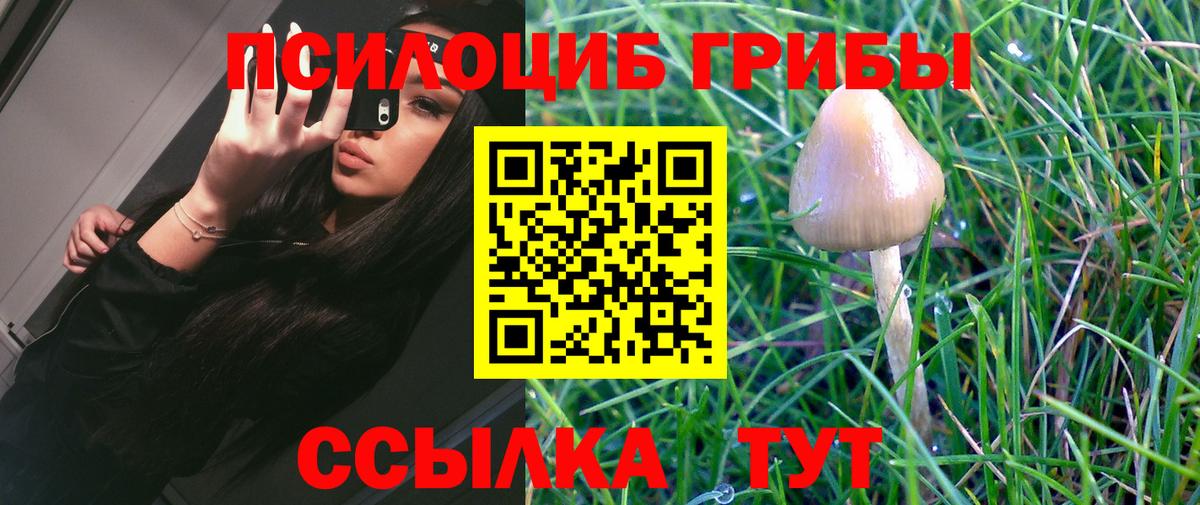 Галлюциногенные грибы Psilocybe  Вход с VPN  Кисловодск 